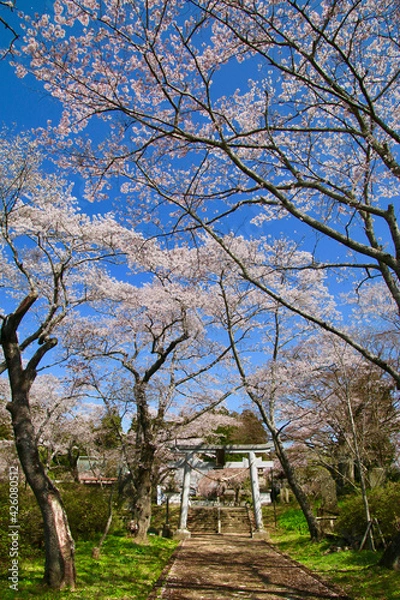 Fototapeta 小高神社の桜（福島県・南相馬市）