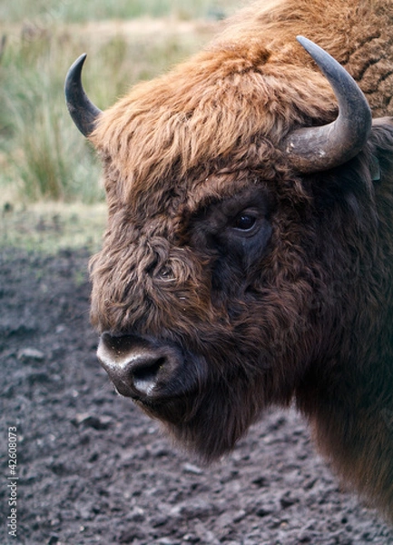 Fototapeta Aurochs Head