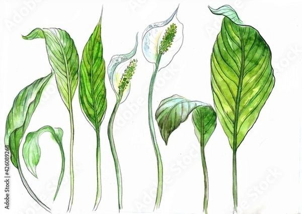 Obraz Watercolor drawing of leaves and flowers of spathiphyllum on a white background, in bright juicy green shades, separately drawn.