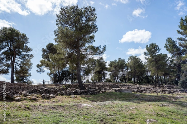 Obraz trees in the mountains