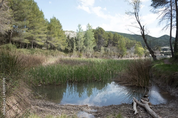 Obraz river in the woods