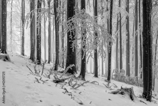 Fototapeta Beech trees trunks