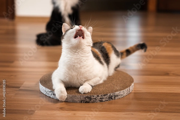 Fototapeta Cat is lying on the scratching post with its mouth open