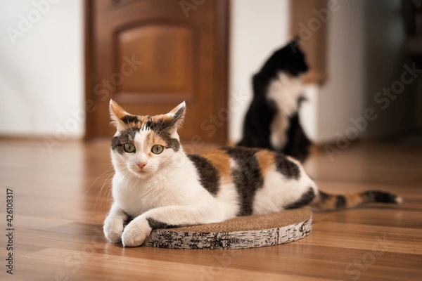 Fototapeta Frightened cat is lying on a scratching post