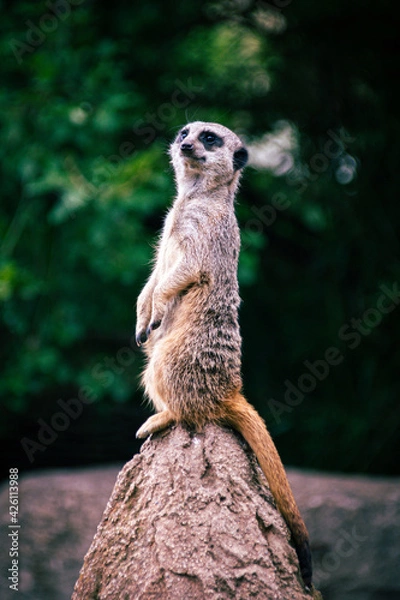 Fototapeta Meerkat