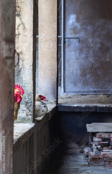 Obraz Chicken and duck chat