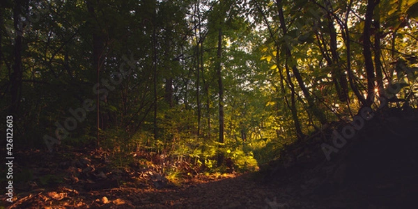 Fototapeta Beautiful natural landscape of the forest woods with a dirt path during the golden hour