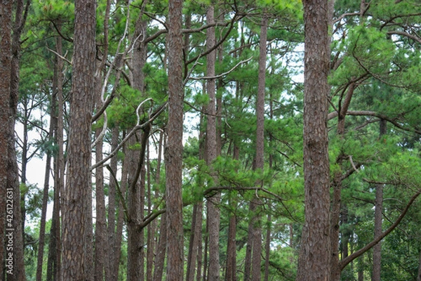 Obraz Silvicultural research station or Bo Kaeo Pine Park, evergreen wooded pine tree forest in sunny day light, the beautiful famous garden in Chiang Mai, Thailand.