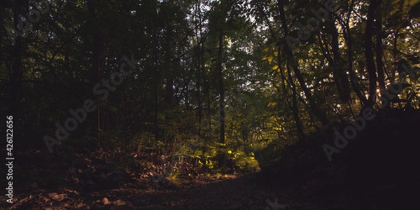 Fototapeta Beautiful natural landscape of the forest woods with a dirt path during the golden hour