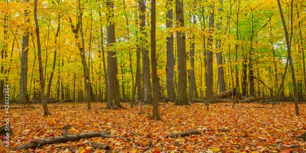 Fototapeta Colorful Fall Trees in the Forest with Leaves on the Floor in Autumn