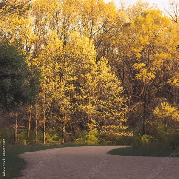 Obraz Beautiful natural landscape of the forest woods with a dirt path during the golden hour