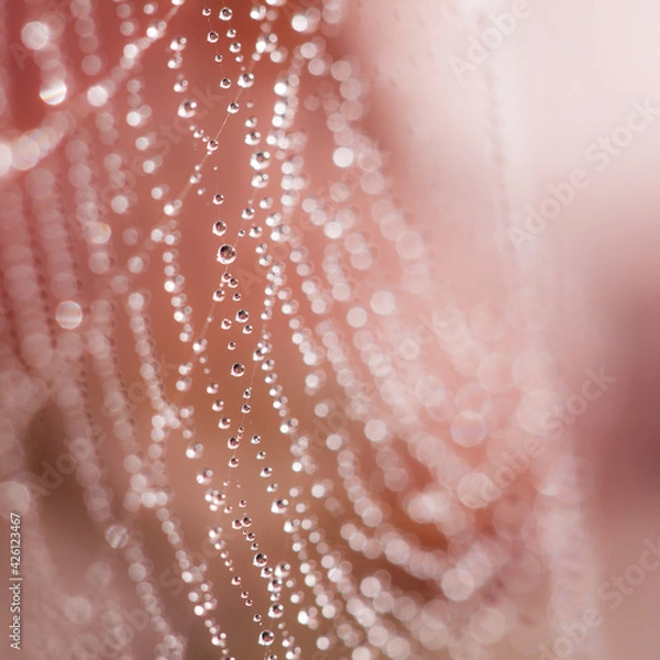 Fototapeta Close up macro of dew water drops on a spider web with pink red sun light shining