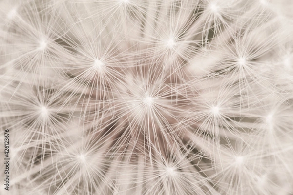 Fototapeta Close up Macro of the Fluffy White Seeds of a. Wild Dandelion Flower