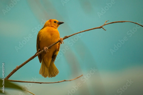 Fototapeta Orange Finch Bird Sitting on a Tree Branch