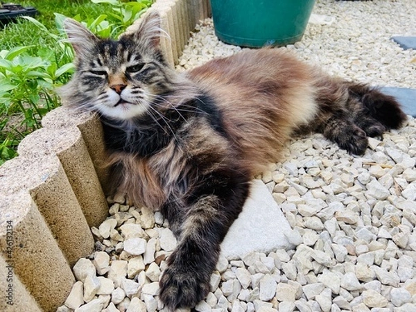 Obraz Cat sleeping in the sunlight 