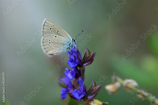 Fototapeta Rotklee-Bläuling
