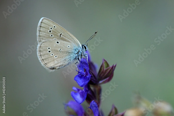 Fototapeta Rotklee-Bläuling