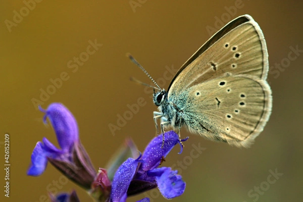 Fototapeta Rotklee-Bläuling