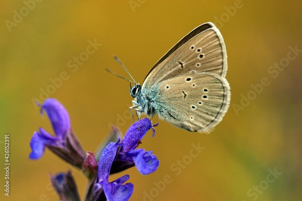 Fototapeta Rotklee-Bläuling