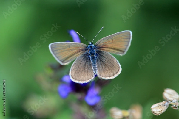 Fototapeta Rotklee-Bläuling