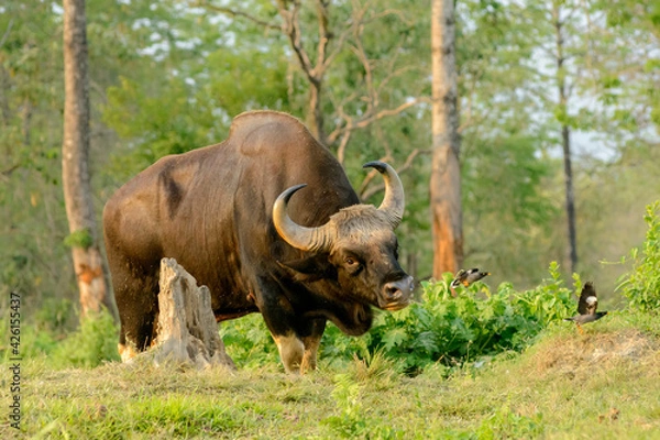 Fototapeta Indian Gaur 