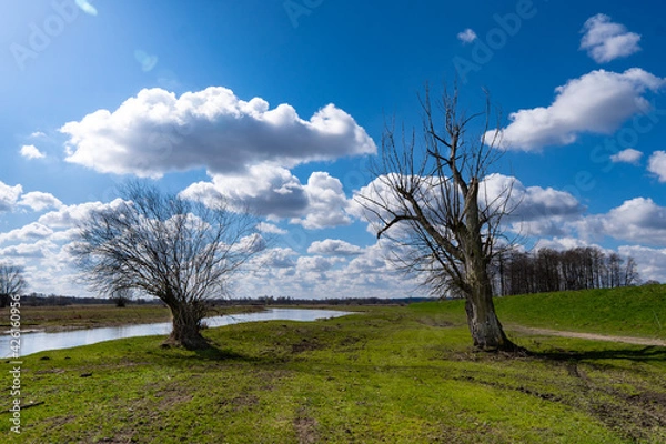 Obraz wierzba nad Wartą