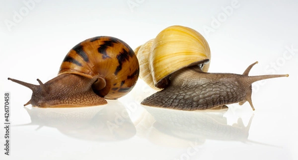 Obraz Ślimaki