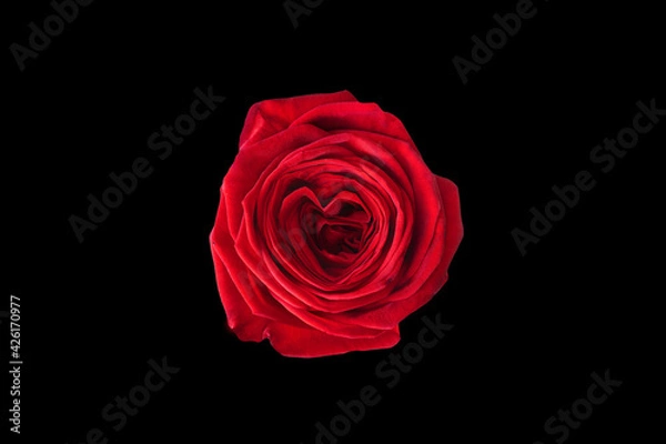 Fototapeta red rose isolated on black