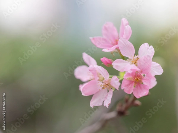 Fototapeta Color of Nature - Spring