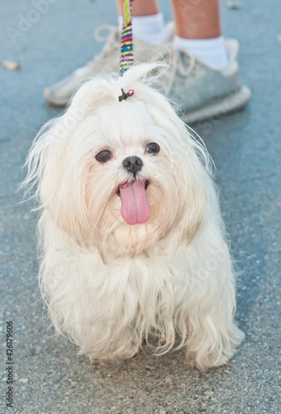 Fototapeta top, front view, close distance of a little, white dog sitting, panting, and waiting for owner to move. to the next vendor at a tropical farmers market 
