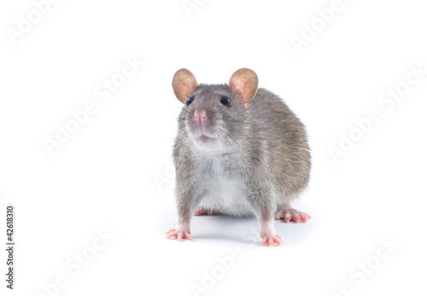 Fototapeta rat