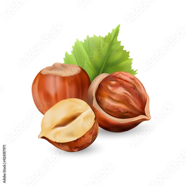Obraz Hazelnut kernels are ripe and tasty, a healthy treat, a source of protein. For snacks and chocolate spread. Vector