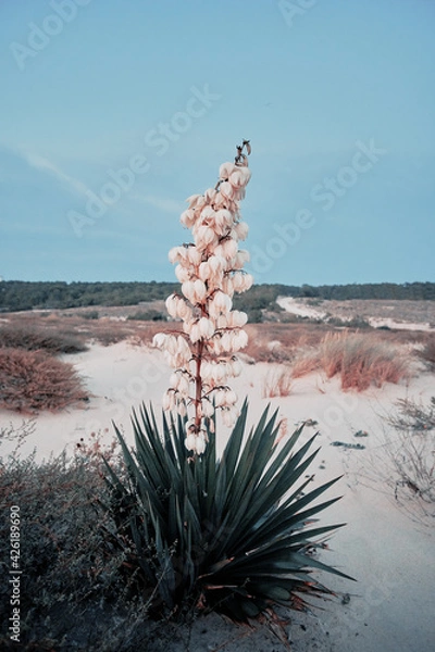 Obraz Flower on the beach