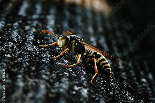 Obraz Wasp on the wall