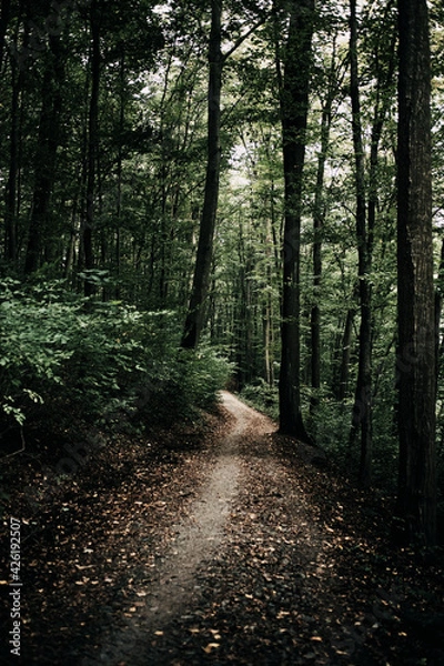 Obraz Footpath in the woods