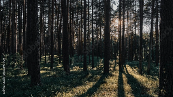 Obraz Sunset in the forest