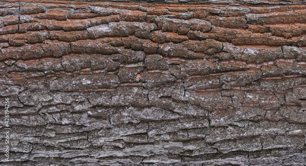 Fototapeta Embossed texture of oak bark. Close-up. High quality photo