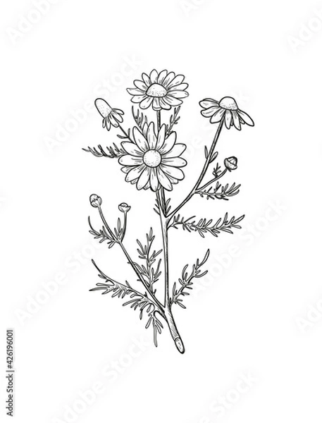 Fototapeta Vector Chamomile sketch. Botanical engraved art daisy flowers. Matricaria chamomilla medicinal plant hand drawn illustration. 