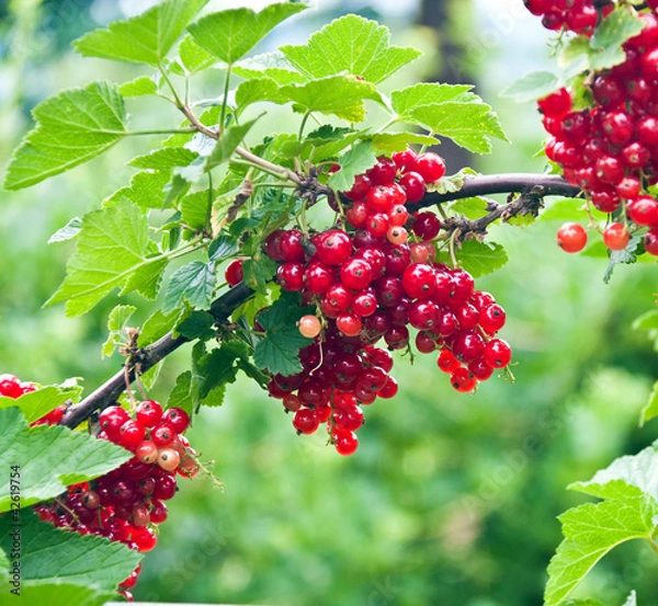 Obraz Johannisbeere