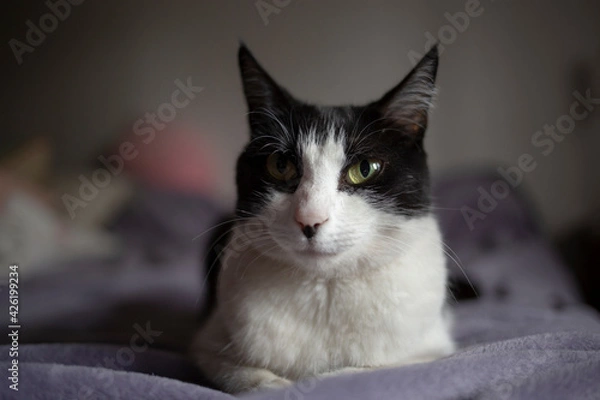 Obraz black and white cat