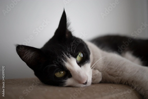 Obraz black and white