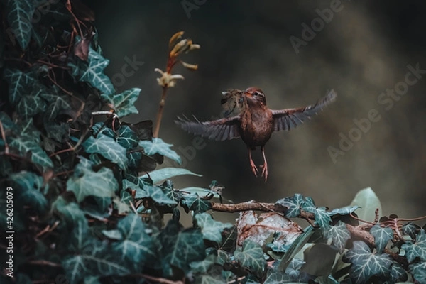 Obraz Ptak w budynku gniazda