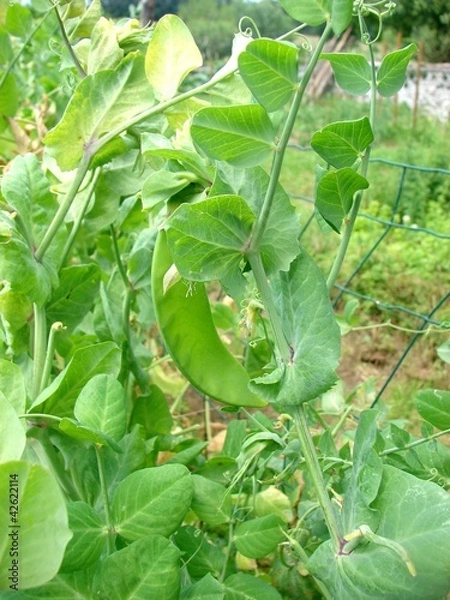 Fototapeta mangetout2