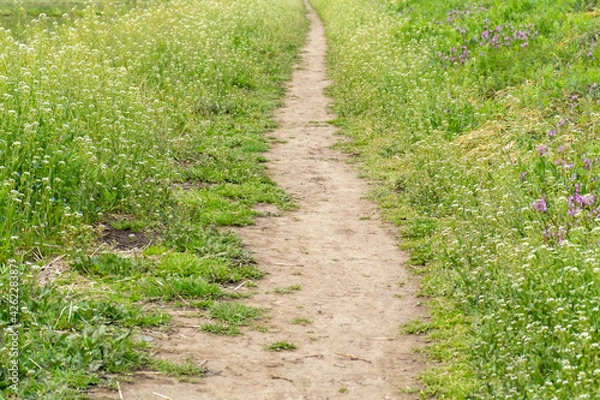 Fototapeta 小道の脇に咲くナズナ