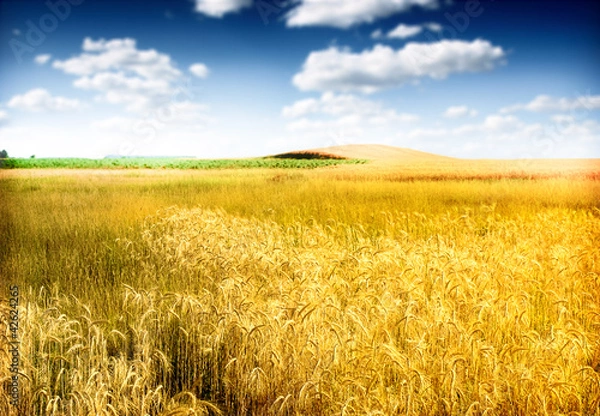 Fototapeta wheat field