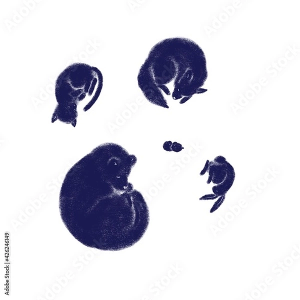 Fototapeta 眠る動物