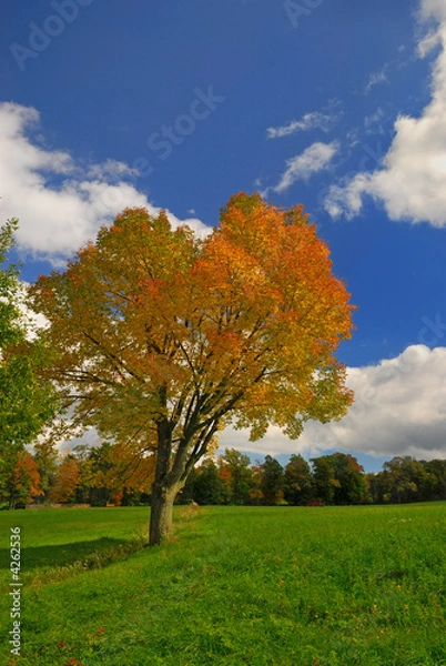 Fototapeta Autumn colored tree in field against blue sky