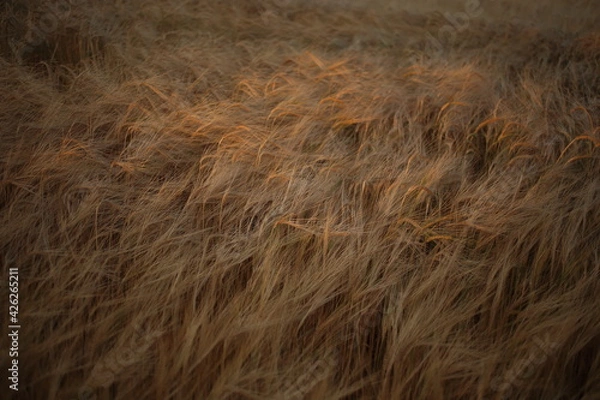 Fototapeta Golden ripe wheat field, sunny day, soft focus, agricultural landscape,