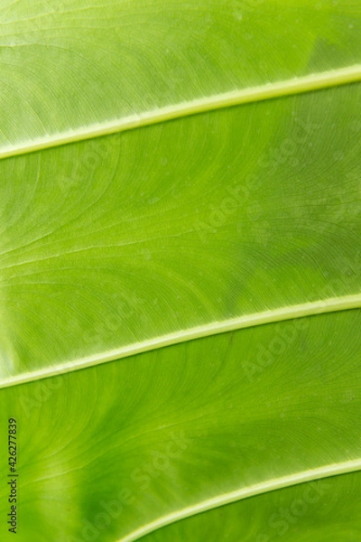 Fototapeta Nature green leaves on soft blur style texture background
