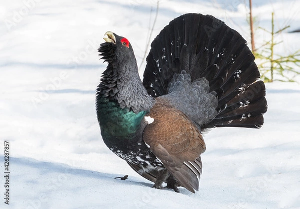 Obraz Capercaillie bird wild wildlife nature